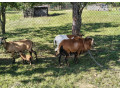 predam-ovce-small-1