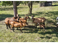 predam-ovce-small-2