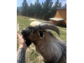 minikozicky-small-1