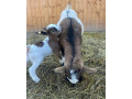 minikozicky-small-0