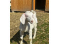 minikozicky-small-4