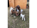minikozicky-small-3