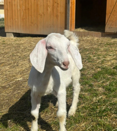 minikozicky-big-4