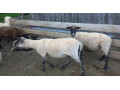 predam-barana-small-0