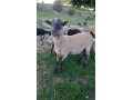 predam-barana-small-2