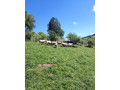 predam-stado-oviec-plemena-ile-de-france-small-1