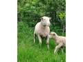 predam-stado-oviec-plemena-ile-de-france-small-4