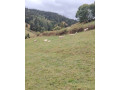 predam-stado-oviec-plemena-ile-de-france-small-0
