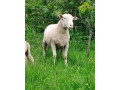 predam-stado-oviec-plemena-ile-de-france-small-3
