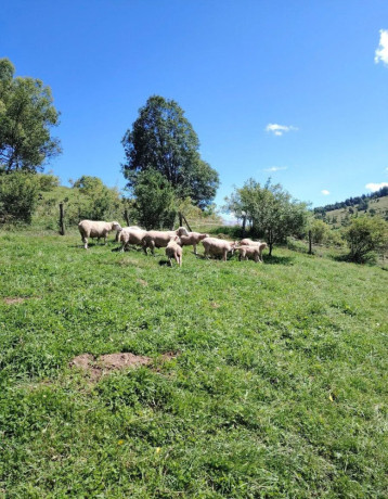 predam-stado-oviec-plemena-ile-de-france-big-1