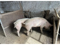 predam-2ks-osipane-small-0