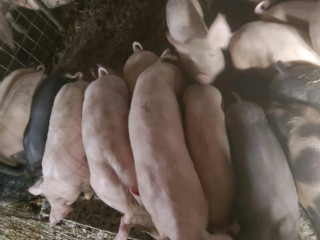 odstavcata