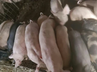 odstavcata