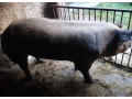 predam-plemenneho-kanca-duroc-small-3