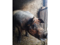 predam-plemenneho-kanca-duroc-small-0