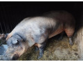 predam-plemenneho-kanca-duroc-small-2