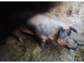 predam-plemenneho-kanca-duroc-small-1