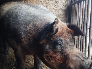 predam-plemenneho-kanca-duroc
