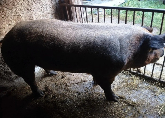 predam-plemenneho-kanca-duroc-big-3
