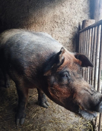 predam-plemenneho-kanca-duroc-big-0