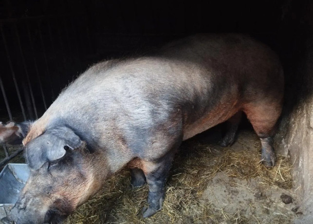 predam-plemenneho-kanca-duroc-big-2