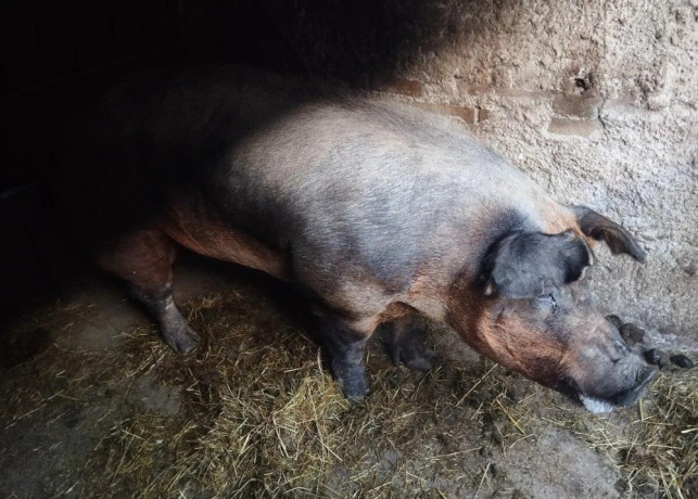 predam-plemenneho-kanca-duroc-big-1