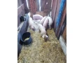 predam-odstavcata-small-1