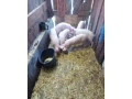 predam-odstavcata-small-2