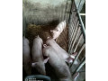 predam-odstavcata-small-1