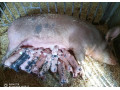 predam-odstavcata-small-2