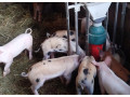 predam-odstavcata-small-0