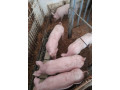 predam-odstavcata-small-1