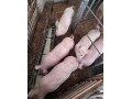 predam-odstavcata-small-0