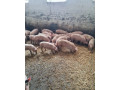 odstavcata-small-3