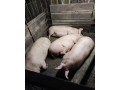 predam-osipane-malacky-small-0