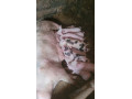 predam-prasnicu-z-malymi-small-0