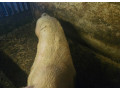kanecsvina-small-1