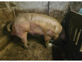 kanecsvina-small-0