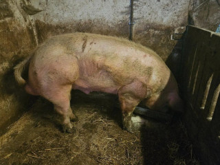 kanecsvina