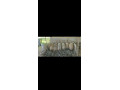 predam-mangalice-small-0