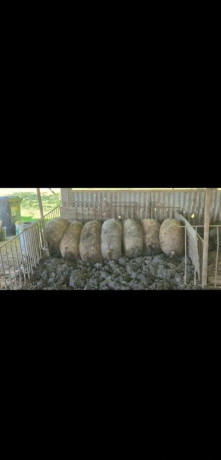 predam-mangalice-big-0