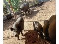 predam-prasce-vietnamske-prasa-prasata-small-1