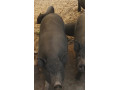 predam-prasce-vietnamske-prasa-prasata-small-3