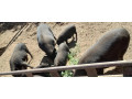 predam-prasce-vietnamske-prasa-prasata-small-0