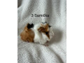 morca-small-4