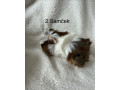 morca-small-3