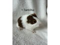 morca-small-2