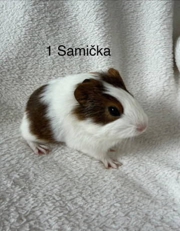 morca-big-2