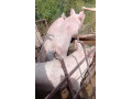 predam-osipane-small-1