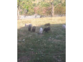 predam-prasata-small-3